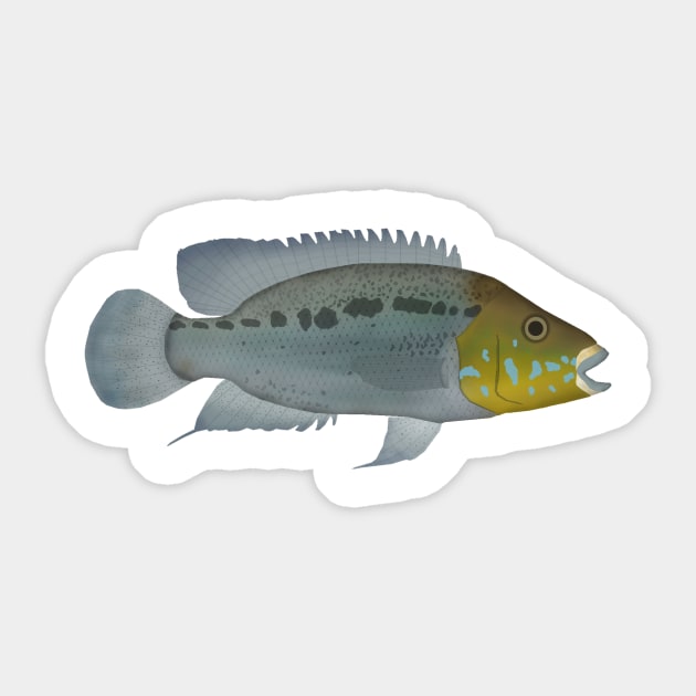 Turquoise Cichlid Sticker by FishFolkArt